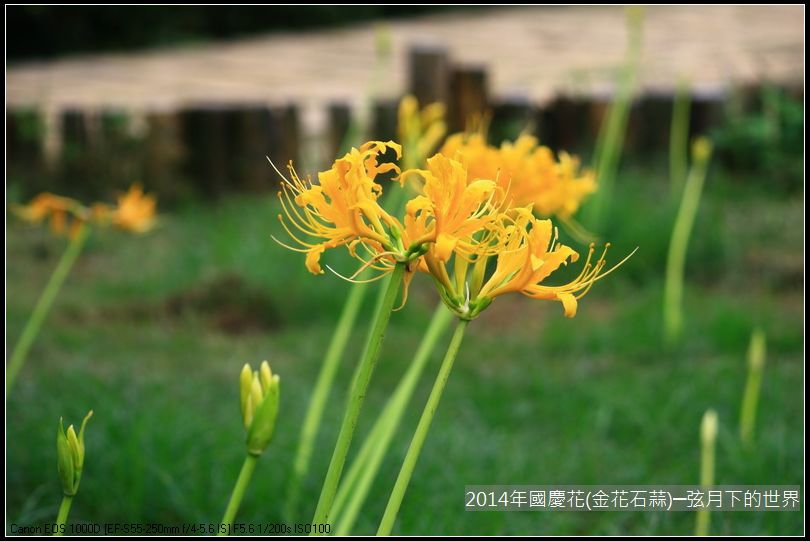 2014年國慶花(金花石蒜)_17