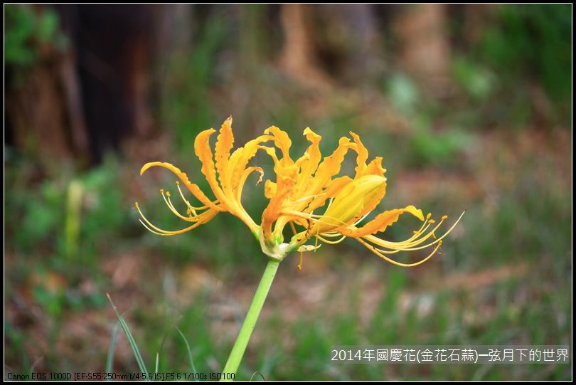 2014年國慶花(金花石蒜)_18