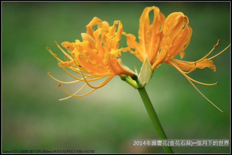 2014年國慶花(金花石蒜)_19