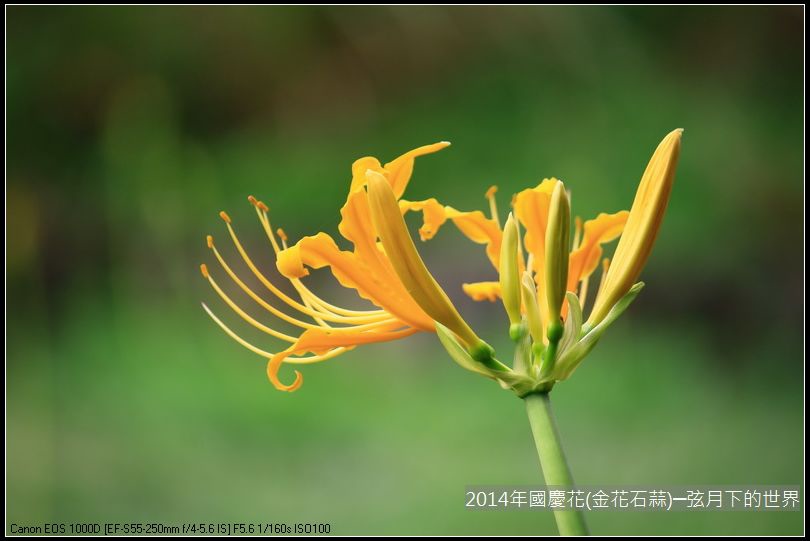 2014年國慶花(金花石蒜)_20