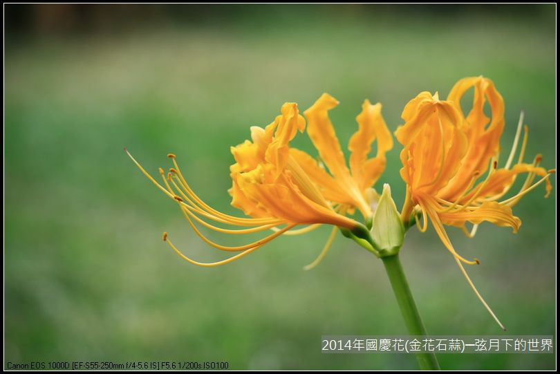 2014年國慶花(金花石蒜)_24