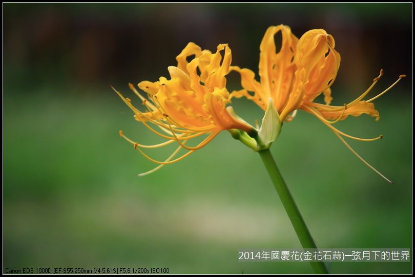 2014年國慶花(金花石蒜)_23