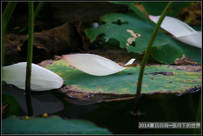 2014年夏日白荷_03