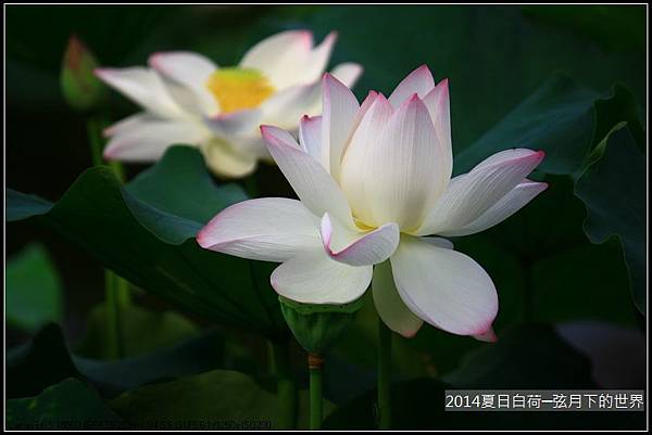 2014年夏日白荷_13