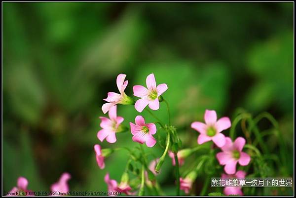 紫花酢漿草_7