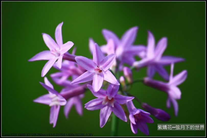 紫嬌花_05