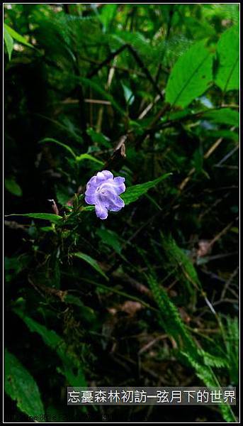 令人忘憂的忘憂森林初訪_10
