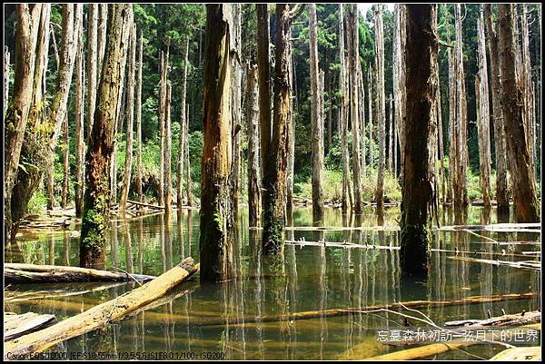 令人忘憂的忘憂森林初訪_17