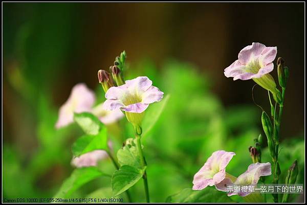 赤道櫻草_10