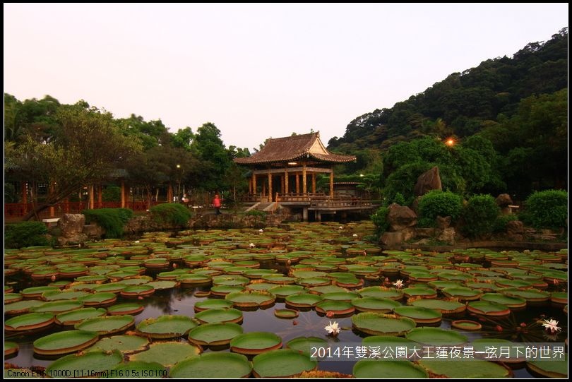 014年雙溪公園大王蓮~夜景_01