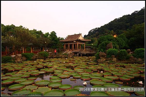 014年雙溪公園大王蓮~夜景_01