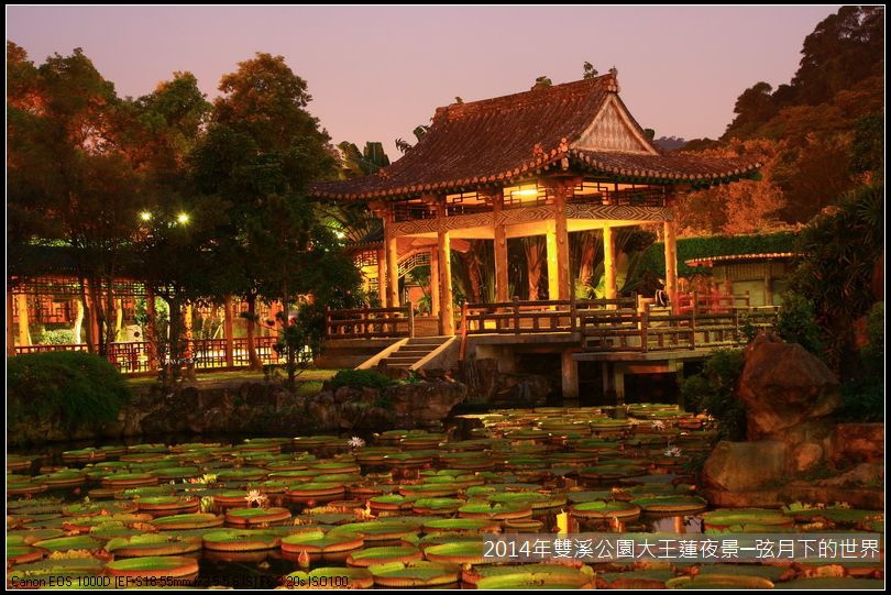 2014年雙溪公園大王蓮~夜景_05