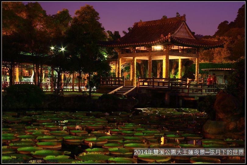 2014年雙溪公園大王蓮~夜景_08