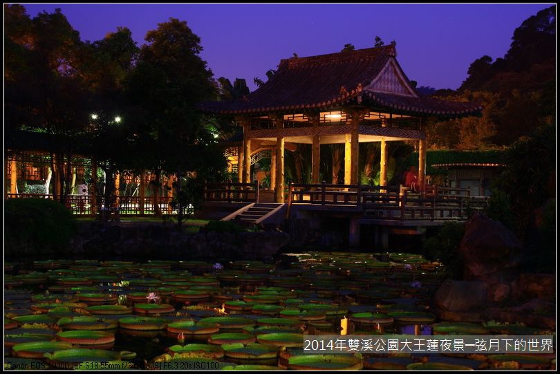 2014年雙溪公園大王蓮~夜景_06