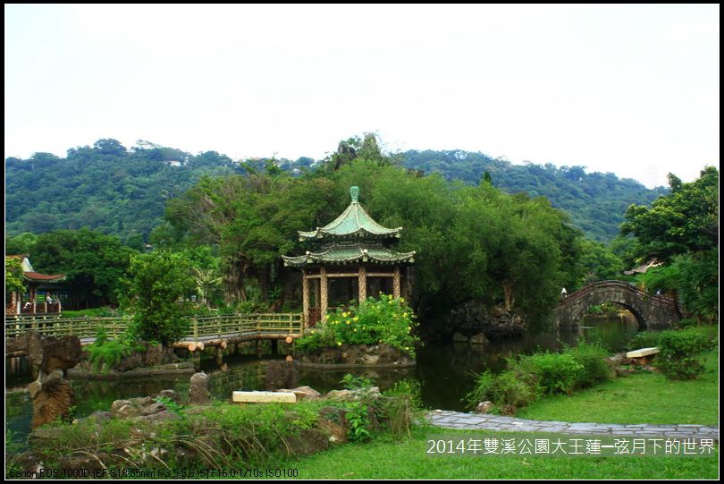 2014雙溪公園大王蓮_02