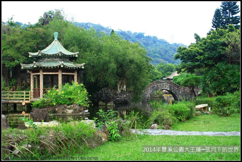 2014雙溪公園大王蓮_03