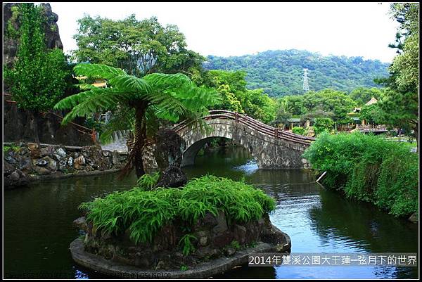 2014雙溪公園大王蓮_04