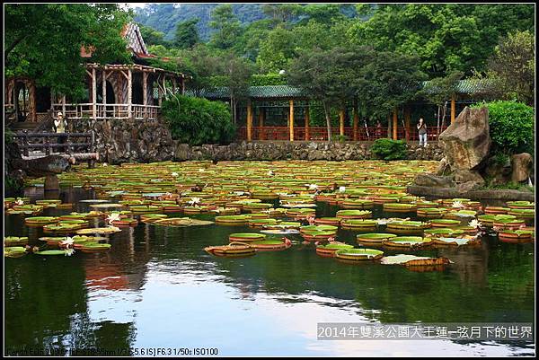 2014雙溪公園大王蓮_05