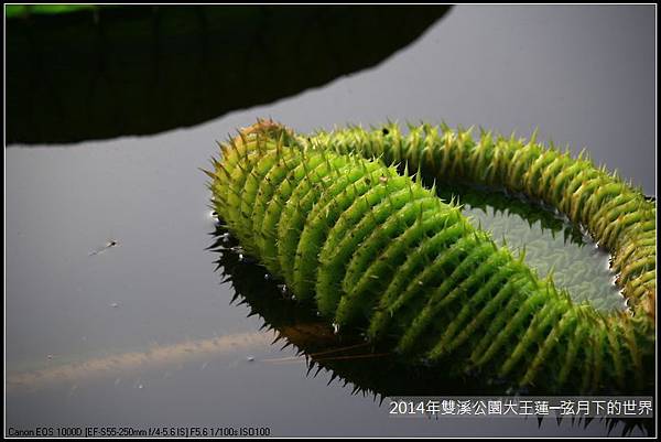 2014雙溪公園大王蓮_12