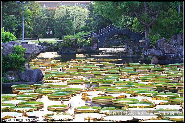 2014雙溪公園大王蓮_15