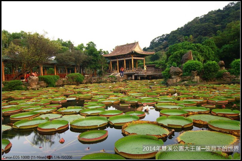 2014雙溪公園大王蓮_21