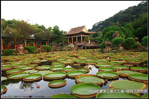 2014雙溪公園大王蓮_21