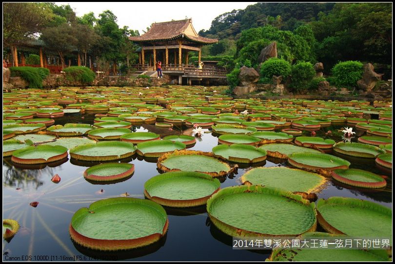 2014雙溪公園大王蓮_22