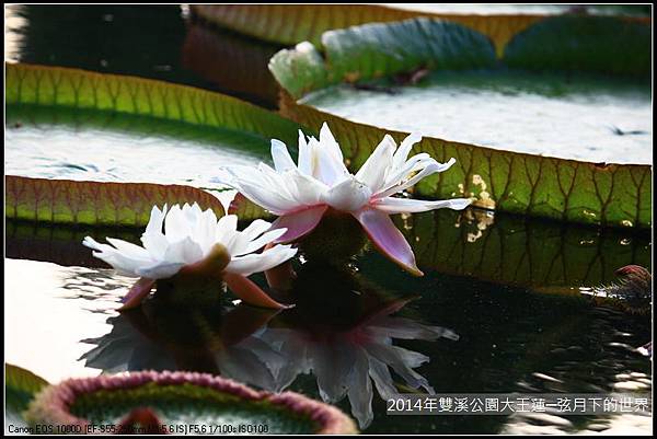 2014雙溪公園大王蓮~雙蓮_03