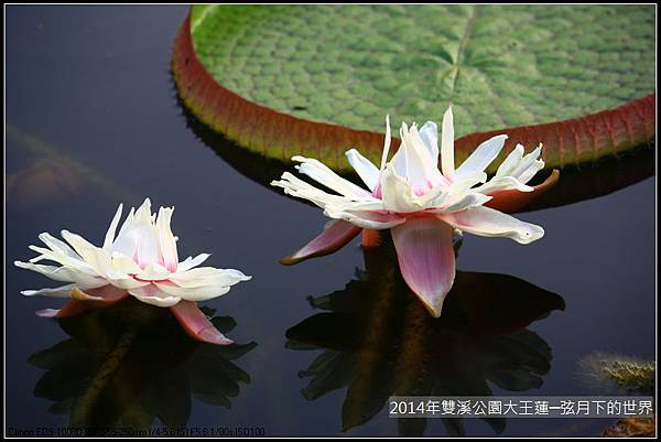 2014雙溪公園大王蓮~雙蓮_12