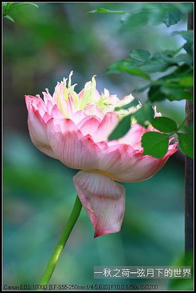 一秋之荷_07.jpg