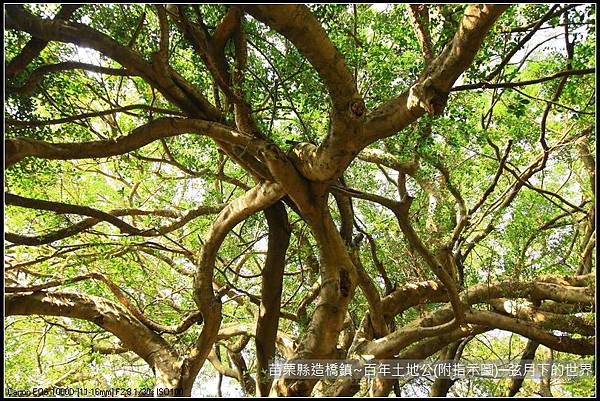 苗栗縣後龍鎮百年土地公(附指示圖)_24