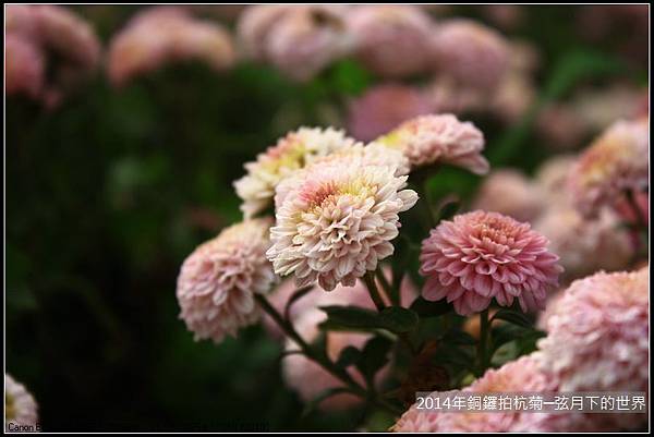 2014年銅鑼拍抗菊_04