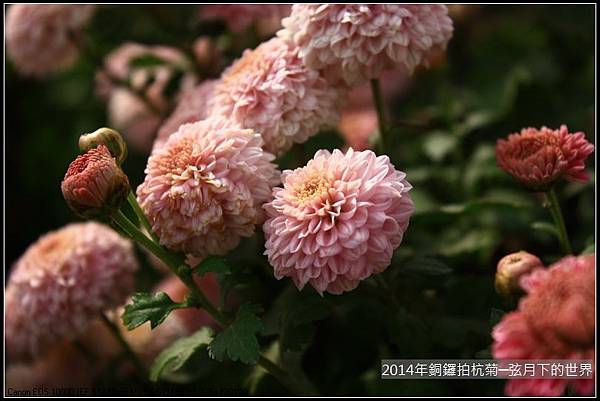 2014年銅鑼拍抗菊_06