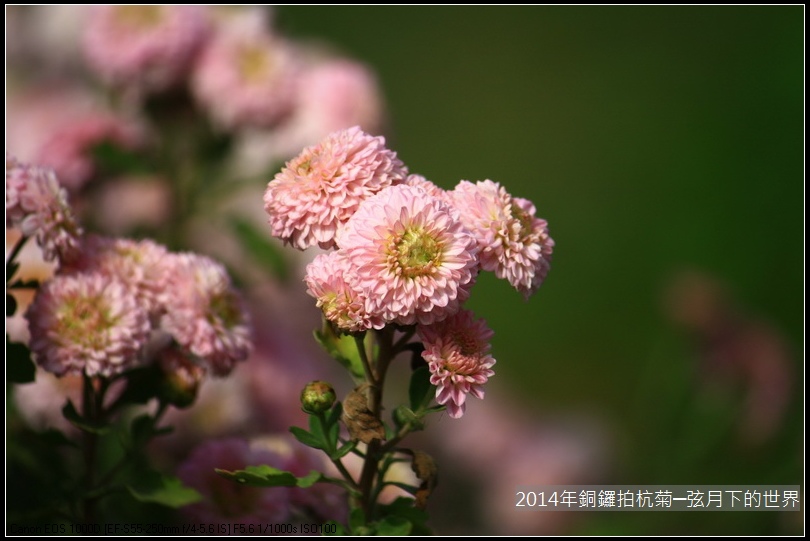 2014年銅鑼拍抗菊_08