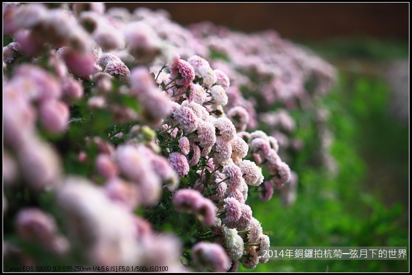 2014年銅鑼拍抗菊_12