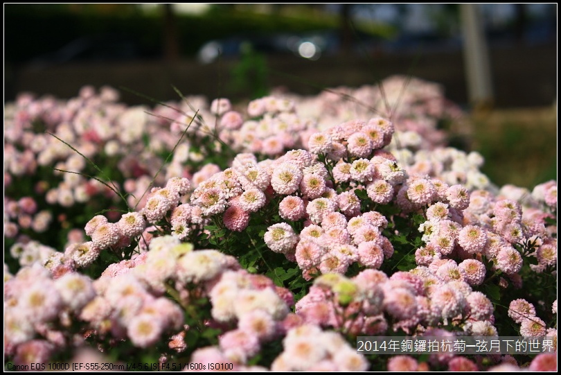 2014年銅鑼拍抗菊_10