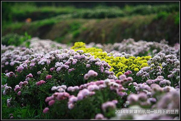 2014年銅鑼拍抗菊_13