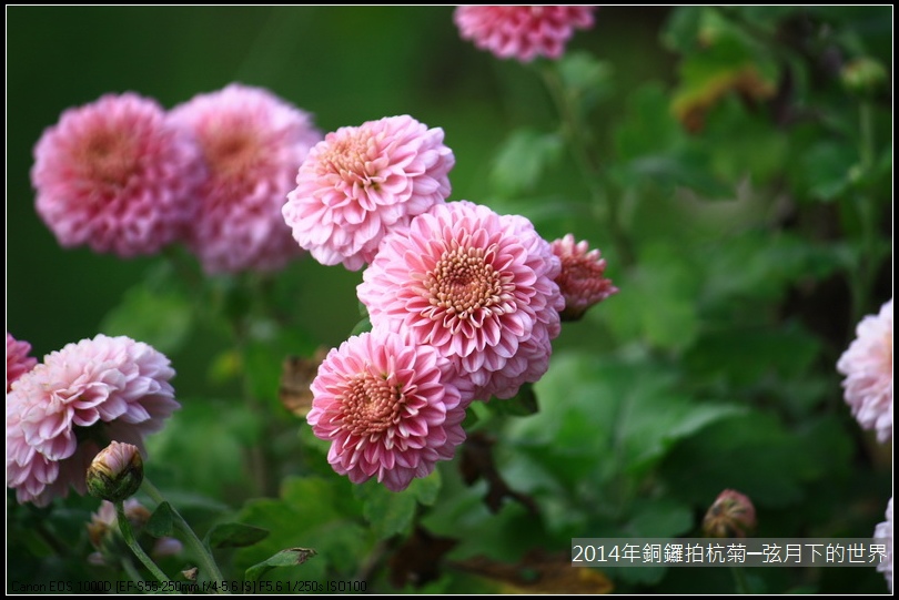 2014年銅鑼拍抗菊_15