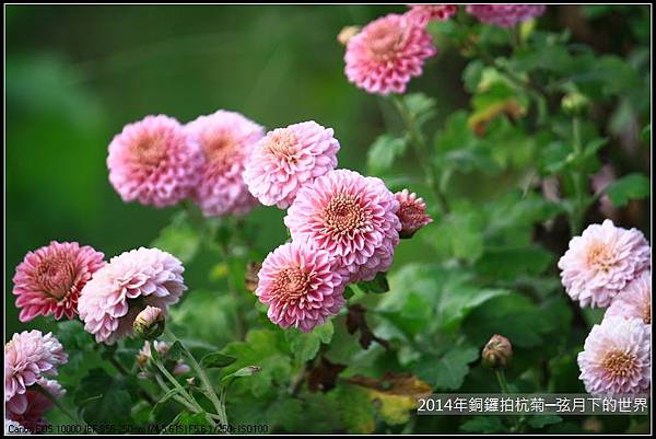 2014年銅鑼拍抗菊_16