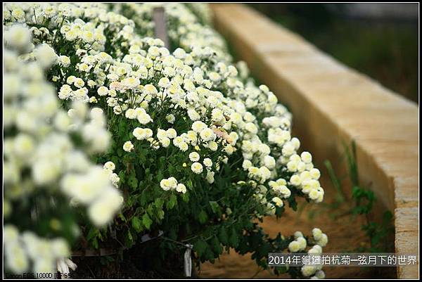 2014年銅鑼拍抗菊_17