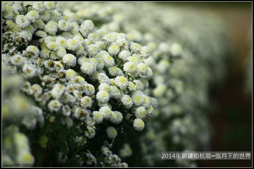 2014年銅鑼拍抗菊_19