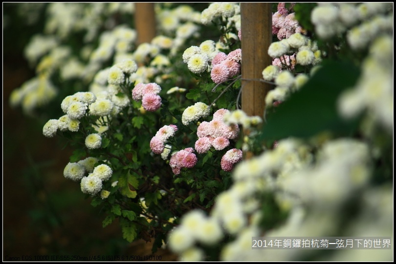 2014年銅鑼拍抗菊_20