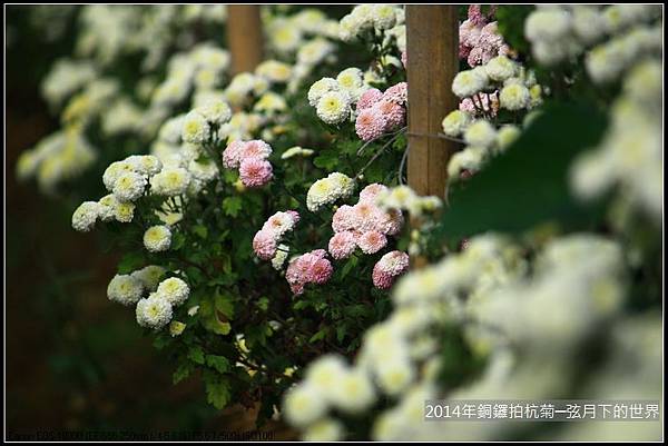 2014年銅鑼拍抗菊_20