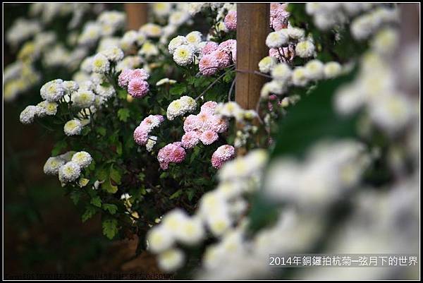 2014年銅鑼拍抗菊_22