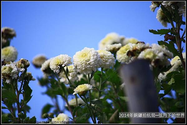 2014年銅鑼拍抗菊_23