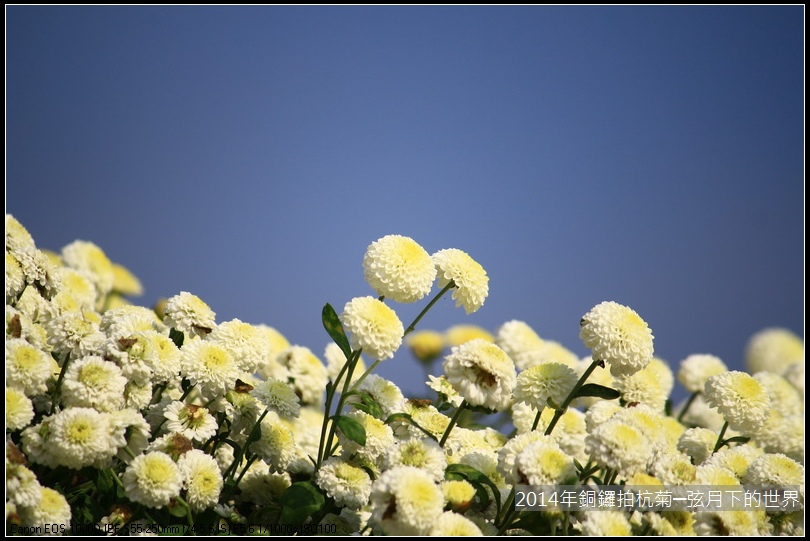 2014年銅鑼拍抗菊_25