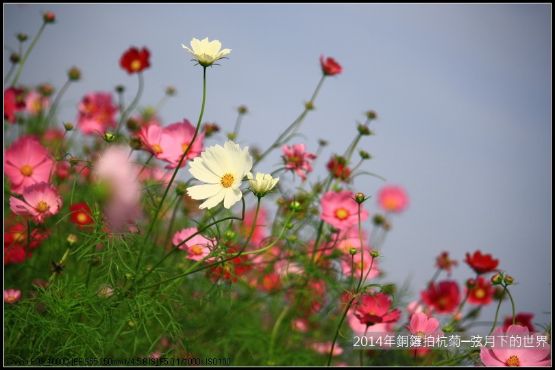 2014年銅鑼拍抗菊_24