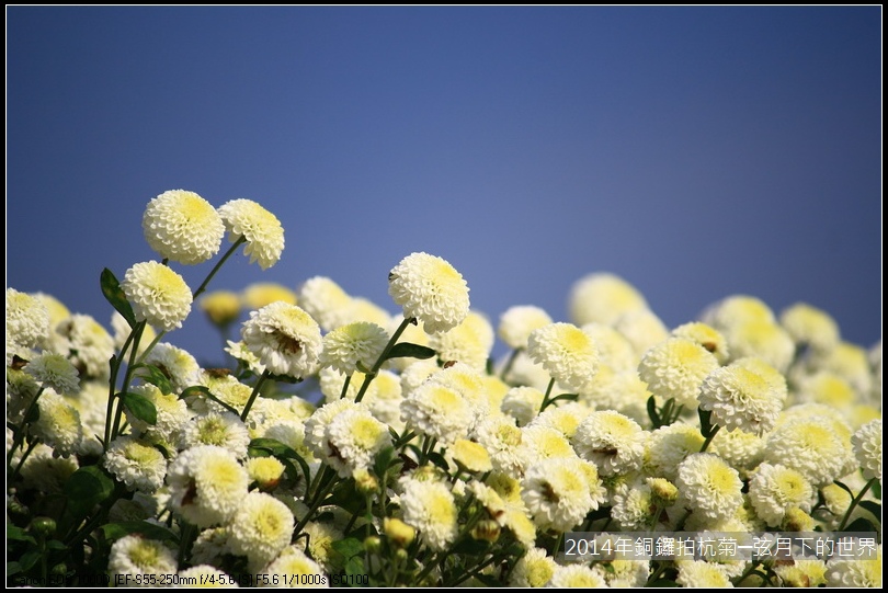 2014年銅鑼拍抗菊_26