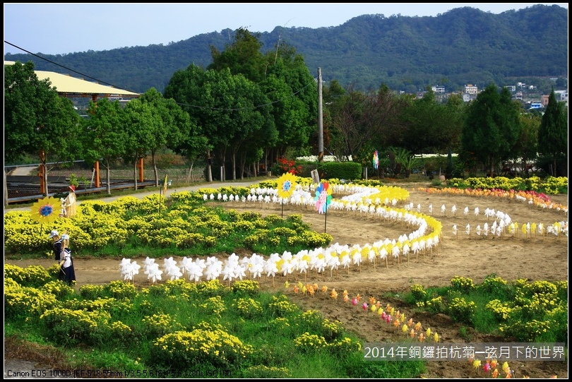 2014年銅鑼拍抗菊_32