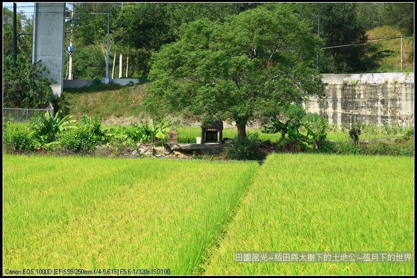 田園風光~稻田與大樹下土地公廟_01.jpg